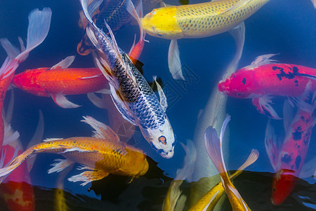 Koi Carps 鱼日本游泳锦鲤美食橙子鲤鱼食物饮食金鱼渔夫市场异国图片