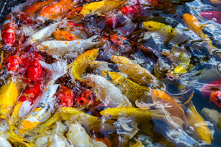 Koi Carps 鱼日本游泳情调鲤鱼厨房宠物金子海鲜餐厅池塘金鱼购物图片