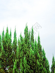 松树叶和蓝天空背景Name植物黄色松树季节绿色森林天空阳光叶子场景图片