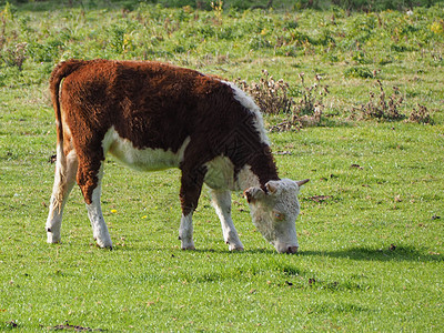 国内牛牛脊椎动物哺乳动物绿色草地动物图片