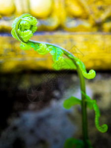 青绿的野生叶 新鲜的芽叶古董热带雕像环境植物叶子生活生物学金子绿色图片