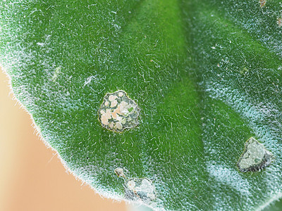 树叶被毛毛虫损坏毛虫植物昆虫叶子咀嚼鳞翅目建筑学损害背景图片