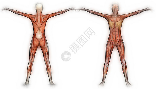 人体解剖女性肌肉医学绘画医疗保健插图生物学科学手雕男士教育图片