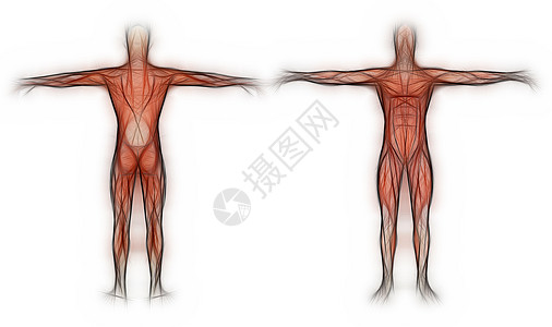 人体解剖男性肌肉解剖学科学教育保健男士医疗插图医学生物学绘画图片