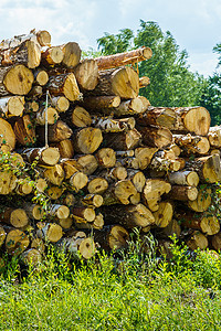 堆叠的硬木树干环境木头记录生态林业折叠资源木材森林日志图片