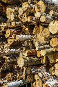 为加工而准备的硬木树堆材料森林木材库存桦木记录环境砍伐木头树干图片