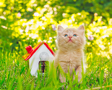 小心坠物在玩具屋旁边的绿草地上 生姜红小猫背景