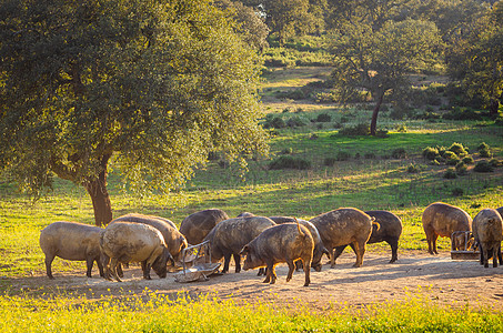 西班牙埃斯特雷马杜拉 日落时在玻璃地的猪火腿动物黑人牧场农场场地草原小猪家畜农村图片