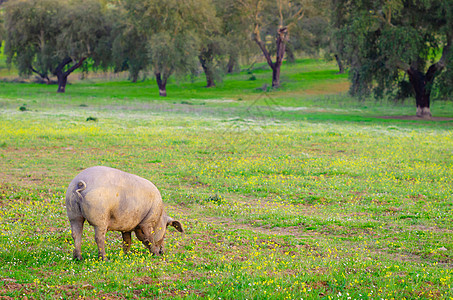 西班牙埃斯特雷马杜拉草地猪的肖像画场地猪肉家畜牧场农业美食草地哺乳动物熟食爪子图片