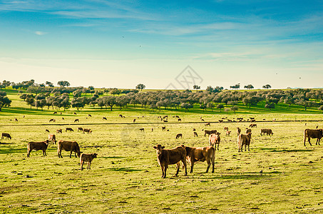 埃斯特雷马杜拉的动物农场 西班牙 牧牛群图片