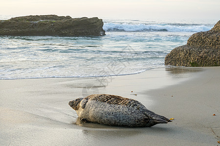 海狮和海豹在加州圣地亚哥的拉霍拉 太阳下的一个小湾上午睡海景旅行海洋生物海滩旅游海岸线娱乐海洋悬崖海湾图片