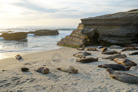海狮和海豹在加州圣地亚哥的拉霍拉 太阳下的一个小湾上午睡海岸海景海洋生物女性悬崖荒野城市海湾海洋海岸线图片