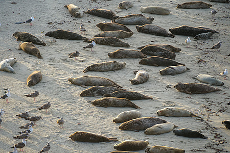 海狮和海豹在加州圣地亚哥的拉霍拉 太阳下的一个小湾上午睡女性娱乐城市蓝色旅行海岸野生动物假期海滩荒野图片