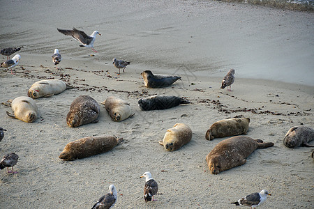 海狮和海豹在加州圣地亚哥的拉霍拉 太阳下的一个小湾上午睡海景蓝色海浪码头支撑野生动物娱乐海岸海洋海滩图片