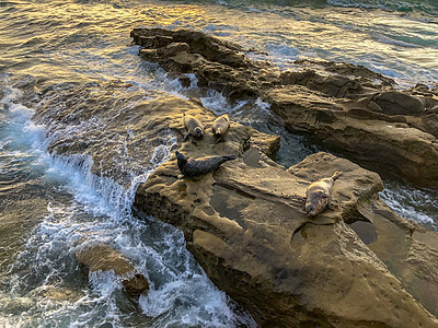 海狮和海豹在加州圣地亚哥拉霍拉太阳下的岩石上漫步海浪野生动物旅行支撑荒野城市女性码头娱乐栖息地图片