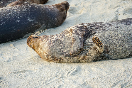 海狮和海豹在加州圣地亚哥的拉霍拉 太阳下的一个小湾上午睡海湾海岸线野生动物城市旅游海岸海洋生物娱乐栖息地码头图片