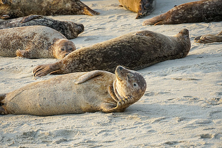 海狮和海豹在加州圣地亚哥的拉霍拉 太阳下的一个小湾上午睡海湾野生动物海浪海岸旅行海滩假期栖息地海洋生物海洋图片