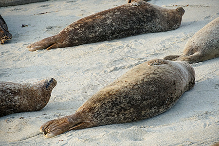 海狮和海豹在加州圣地亚哥的拉霍拉 太阳下的一个小湾上午睡海岸线海岸城市海洋野生动物女性动物荒野海景海湾图片