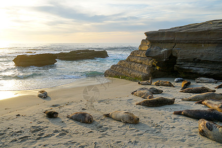 海狮和海豹在加州圣地亚哥的拉霍拉 太阳下的一个小湾上午睡野生动物娱乐蓝色旅游悬崖海洋生物栖息地海浪海滩支撑图片