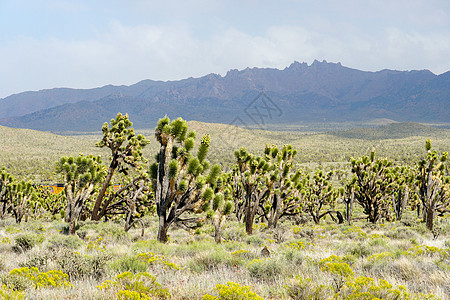 约书亚树国家公园 美国加利福尼亚州东南部的沙漠国家公园干旱沙漠旅行地标荒野蓝色灰尘天空砂岩石头图片