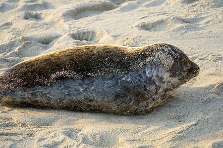 海狮和海豹在加州圣地亚哥的拉霍拉 太阳下的一个小湾上午睡假期荒野海岸海洋生物狮子栖息地海岸线女性娱乐动物图片