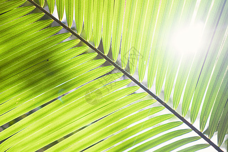 模糊特写绿叶背景光束植物公园环境叶子太阳花园艺术框架森林图片