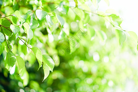 模糊特写绿叶背景森林植物环境艺术阳光木头叶子太阳框架公园图片