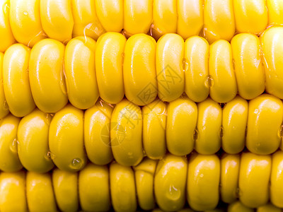 原玉米香甜玉米的质素农场金子棒子农业耳朵粮食蔬菜黄色营养食物图片
