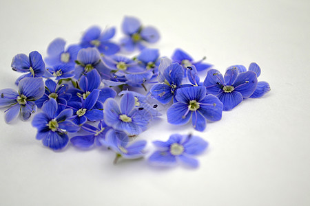 蓝色花朵的浪漫背景图片