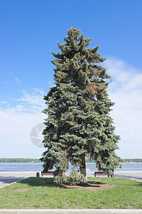 伏尔加河奎埃河高壁炉植物码头公园风景阳光城市人行道天空蓝色草地图片