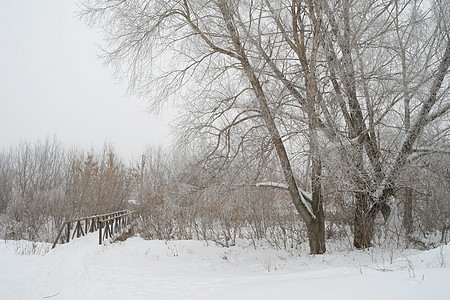 冬季雾地貌季节天桥场地场景树木小路公园风景白色乡村图片