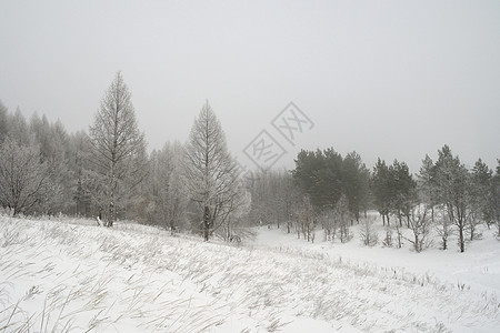 冬季雾地貌薄雾悲伤天气季节树木白色森林暴风雪图片