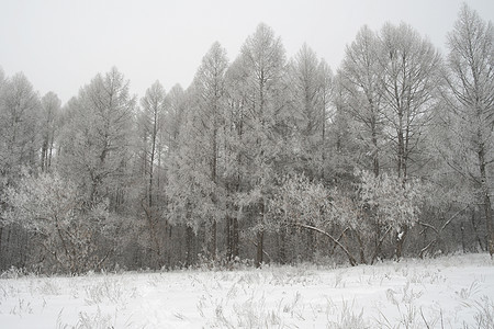 冬季雾地貌季节天气薄雾暴风雪悲伤森林白色树木图片