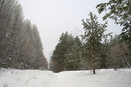冬季雾地貌松树森林白色树木天气季节暴风雪薄雾悲伤图片