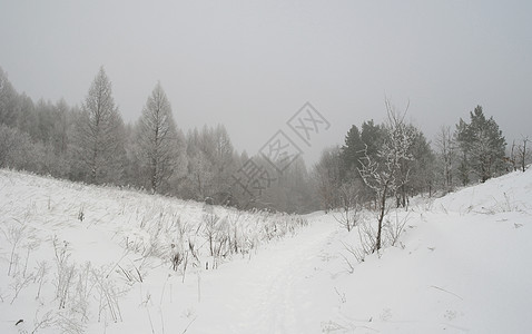 冬季雾地貌白色薄雾季节暴风雪悲伤树木森林天气图片