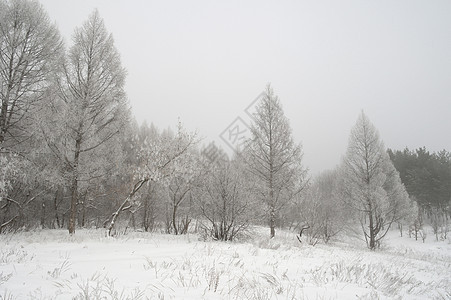 冬季雾地貌白色树木森林薄雾悲伤暴风雪天气季节图片