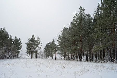 冬季雾地貌暴风雪悲伤森林薄雾松树树木天气季节白色图片