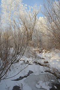 美丽的冬季风景场景树木乡村城市季节荒野天空场地白色蓝色图片