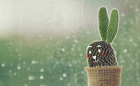 雨天的仙人掌与可爱的脸孔卡通 窗口背景下水 窗玻璃背景下着一滴雨图片