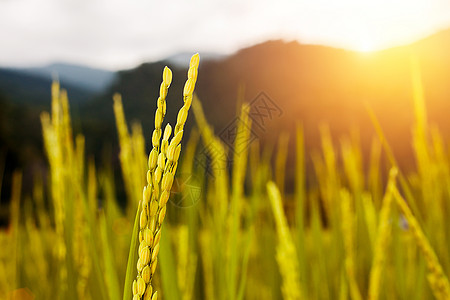 晨光照亮稻田里金稻谷的密闭图片