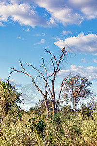 博茨瓦纳非洲野生生物协会 非洲野生动物捕食者沙漠国家猎物蓝色地区荒野羽毛富豪动物图片
