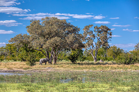 非洲大象在水坑上 非洲野生生物栖息地象牙衬套公园荒野哺乳动物动物大草原野生动物食草图片