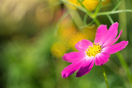 在模糊的背景下 花朵会膨胀园林植物宇宙紫色花瓣植物群绿色花卉粉色花园图片
