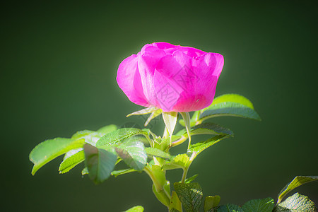 粉红野玫瑰春日荒野茄子枝条虞美人野玫瑰叶子蔷薇花瓣野蔷薇粉色图片