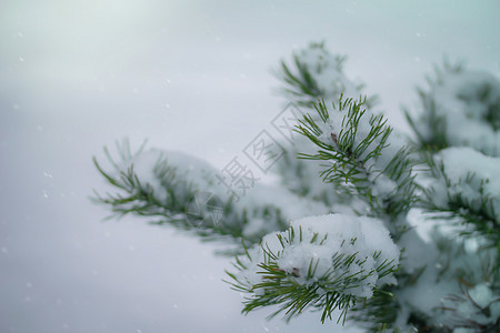 下雪时的 Fir 树枝季节性枝条绿色降雪冻结寒冷云杉白色温度季节图片