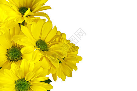 美丽的新鲜黄色菊花 近距离拍摄 白色的黄仙子花朵被孤立图片