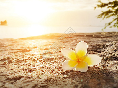 花在地板上 在海边有日落背景香水花园热带芳香花朵治疗阳光海滩传统叶子图片