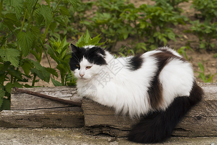 黑猫和白猫动物猫咪黑色胡须头发宠物毛皮眼睛耳朵哺乳动物图片