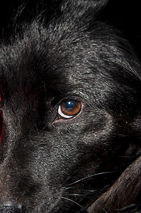 狗眼眼睛朋友毛皮动物犬类哺乳动物黑色图片