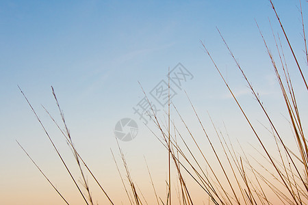 干枯的草地和清晨的夜空阳光黄色场地植物天空季节日出小麦橙子乡村图片